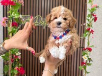 Maltipoo Yavru
