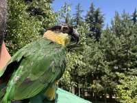 Evcil Kayık Papağanı Kafesi ile Birlikte