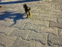 Terk edilmiş yavru kediye yuva acil