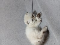Scottish fold yavrusu