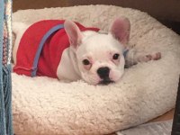 5.5 aylık french bulldog