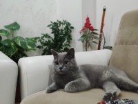 British shorthair