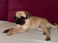 UYGUNA SAFKAN A+ KALİTE PUG MOPS ŞU AN KIZANDA