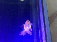 Bu fırsatı kaçırma oranda balığı