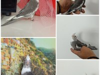 50 GÜNLÜK UYSAL EV ÜRETİMİ WF SULTAN PAPAĞANI
