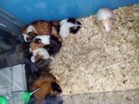 Yavru guinea pig