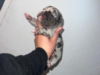 Egzotik ve standart fransız bulldog