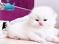 Ns11 dişi yavru british longhair