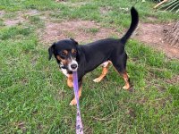 7 yaşında köpekler