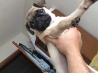 Türünün en hareketlisi pug köpeğimiz