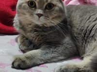1 YAŞINDA SCOTTİSH FOLD AÇIKLAMA OKUYUNUZ