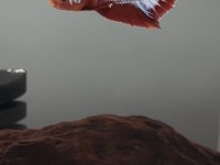 Hellboy çift balıklar