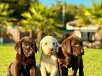 LABRADOR RETRIEVER YAVRULARI ISTANBUL