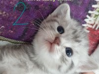 2 güne teslim british shorthair balıkesir merkez