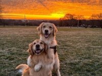 Sarı Şeker Golden Retriever Yavrular