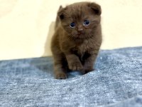Erkek Çikolata Scottish Fold