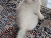 Beyaz British Longhair