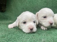 Kar beyaz maltese bebekler