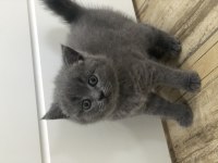 Erkek Gri Renk British Shorthair 8 Mart Doğumlu