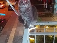 Evcilleşmiş sokak kedisi