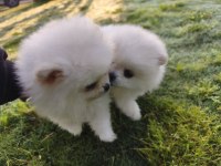 Ayıcık Pomeranian Boo
