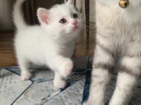 British longhair dişi ve british shorthair dişi