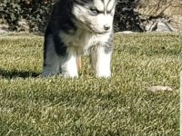 Safkan Husky Minikler