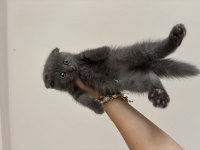 Scottish fold longhair