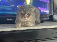 Scottish fold Floki ye Acil Yuva
