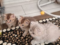 British shorthair ve longhair