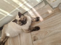 Ücretsiz takip şartıyla sahiplendirilecek siyam kedisi