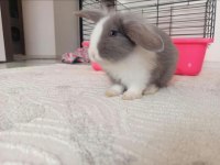 HOLLANDA LOP TAVŞANI