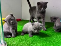 Irk Ve Sağlık Garantili Scottish Fold
