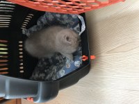 1.5 aylık british shorthair