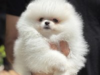 Ukrayna Doğumlu Pomeranian Yavrular