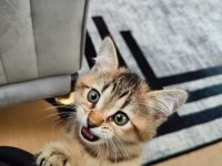 3 Aylık British Shorthair Erkek Black Gold