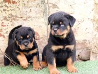 Dişi erkek rottweiler kapıda ödemeli güvenli sistem