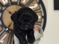 MİNİ BOY GÜZEL SURATLI SİYAH MALTİPOO YAVRULAR