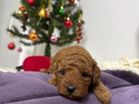 Erkek toy poodle yavrumuz yeni ailesini aramakta