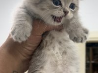 CÜCE KEDİMİZ MUNCHKİN
