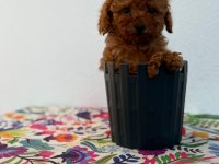 A Scrli̇ Ev Üreti̇mi̇ Toy Poodle Yavrularimiz