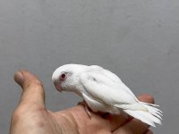 FORPUS YAVRU PAPAĞANLARIMIZ GÖNDERİM SAĞLANIR