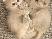 KALİTE KEDİLER TESADÜF DEĞİLDİR