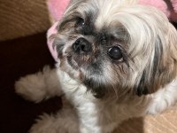3 yaşında Shih Tzu COFFEE yi sahiplendiriyorum