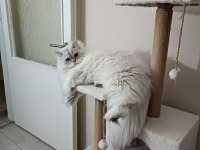 British longhair oğlumu sahiplendireceğim