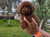 Poodle bizim işimiz