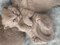 British Shorthair 4 Yavru