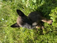 Malinois Yavruları
