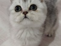 Silver ve golden scottish straight yavrular