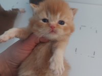RED VE RED BICOLOR ERKEK KEDİLERİMİZ